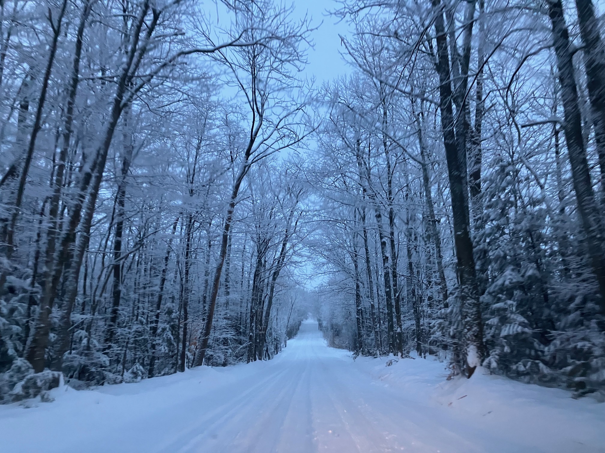 snow covered forest road